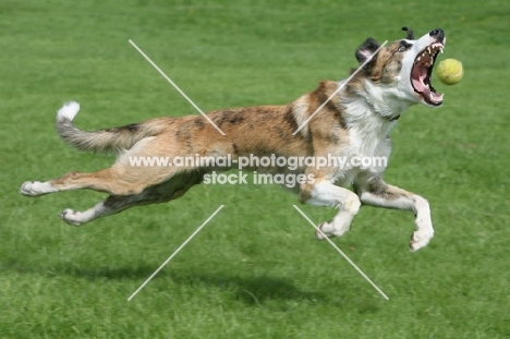 lurcher catching ball