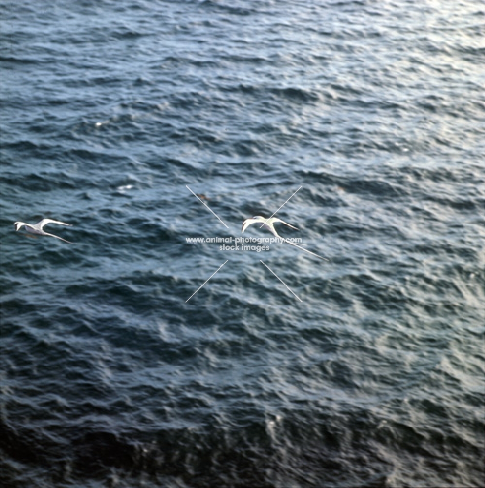 two red billed tropic bird flying, south plazas island, galapagos islands