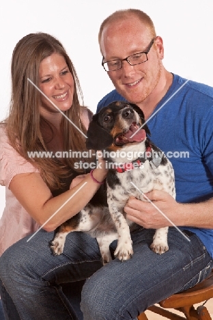 man and woman with Dachshund x Beagle mix (also known as Doxle, Doxie, Beaschund)