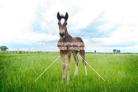 one shire foal in green field