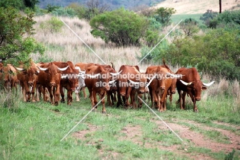 Herd of rare Afrikaner cattle