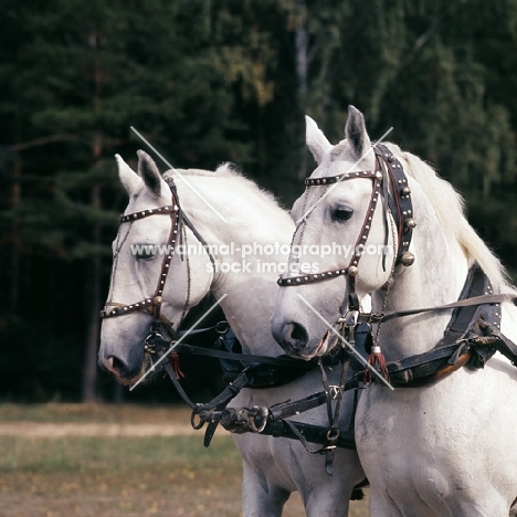 pair of orlov trotters in harness in moscow forest