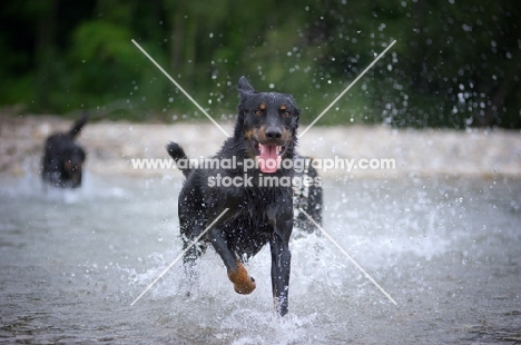 Happy Beauceron running in a river