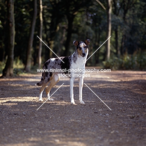 smooth collie,  ch glenmist blue lodestone, in woods