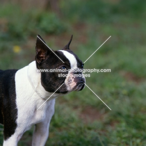 champion boston terrier in usa with cropped ears portrait