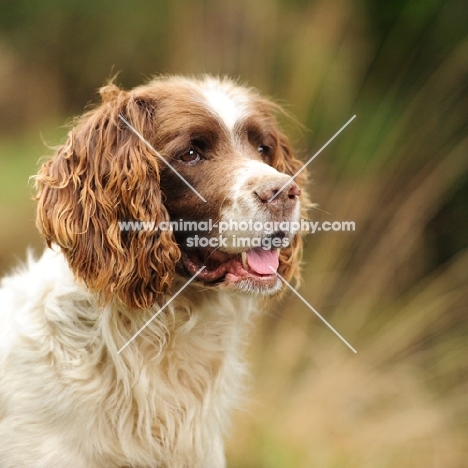 working type english springer spaniel