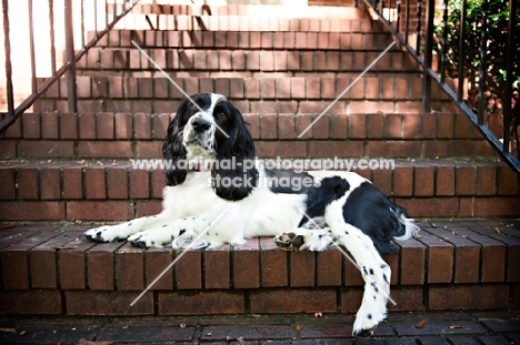 springer spaniel sitting on stairs