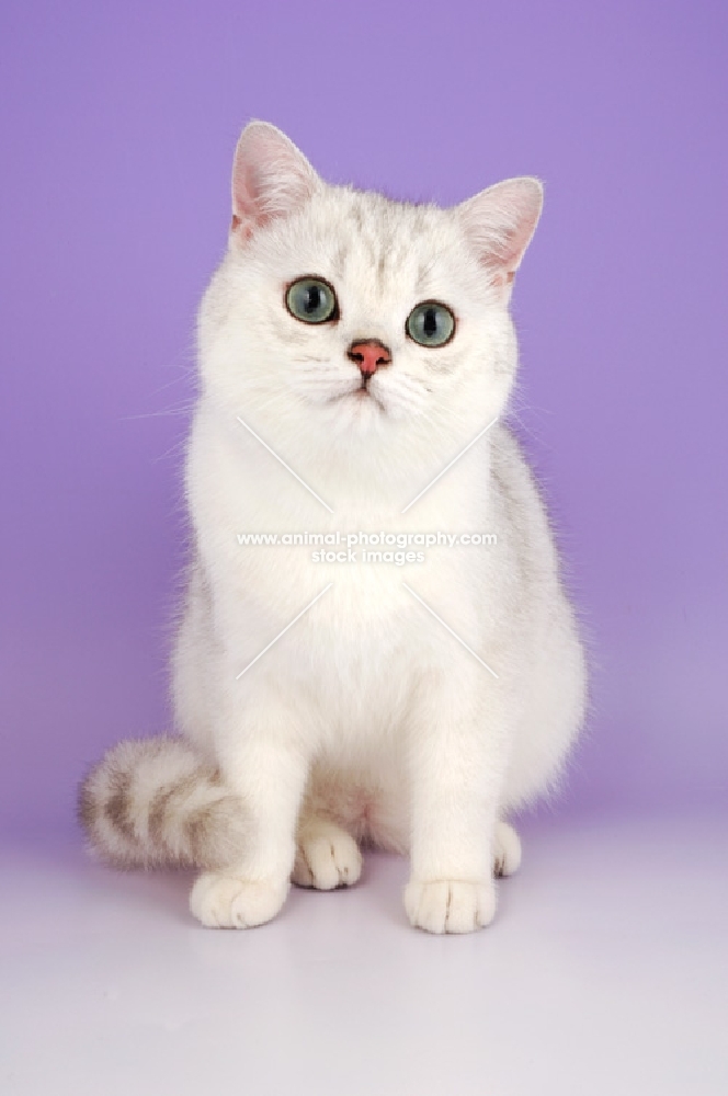 tipped british shorthair cat, sitting