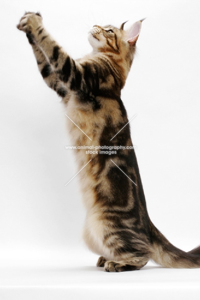 Maine Coon standing on hind legs, brown classic tabby 