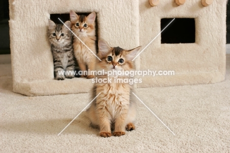 three somali kittens