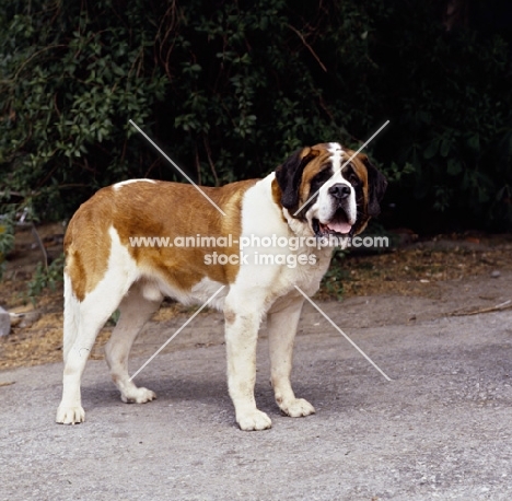 ch astor von faustenstein,   smooth coated saint bernard