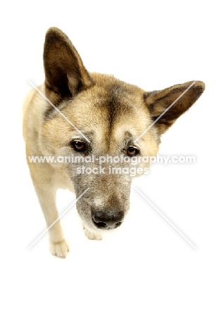 Large Akita dog on a white background