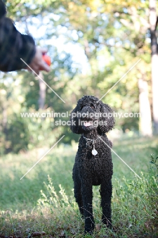 black standard poodle watching toy