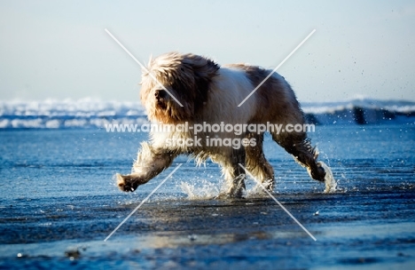 Polish Lowland Sheepdog (aka polski owczarek nizinny) running in sea