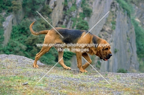 Champion Barsheen Magnus (mag), Bloodhound walking scenting