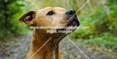 American Pit Bull Terrier looking up