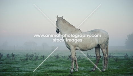 Andalusian looking away in foggy field.