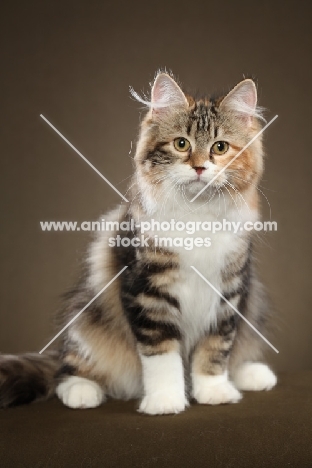 Siberian cat, sitting down