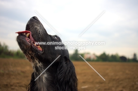 head shot of a black and white English Setter in a natural environment