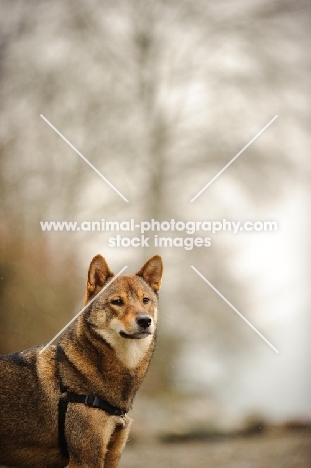 Shiba Inu in misty morning