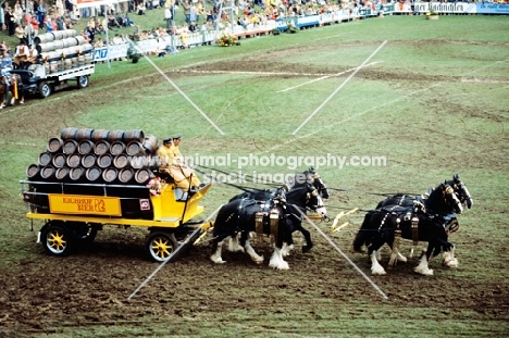 brewers dray drawn by a team of shire horses in show ring at zug