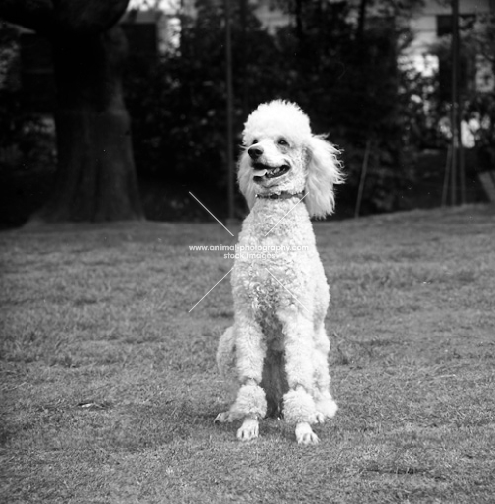 happy standard poodle in pet clip