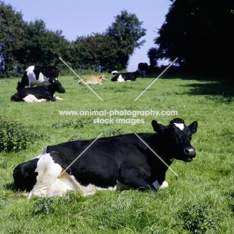 friesian cows  lying in field, chewing the cud