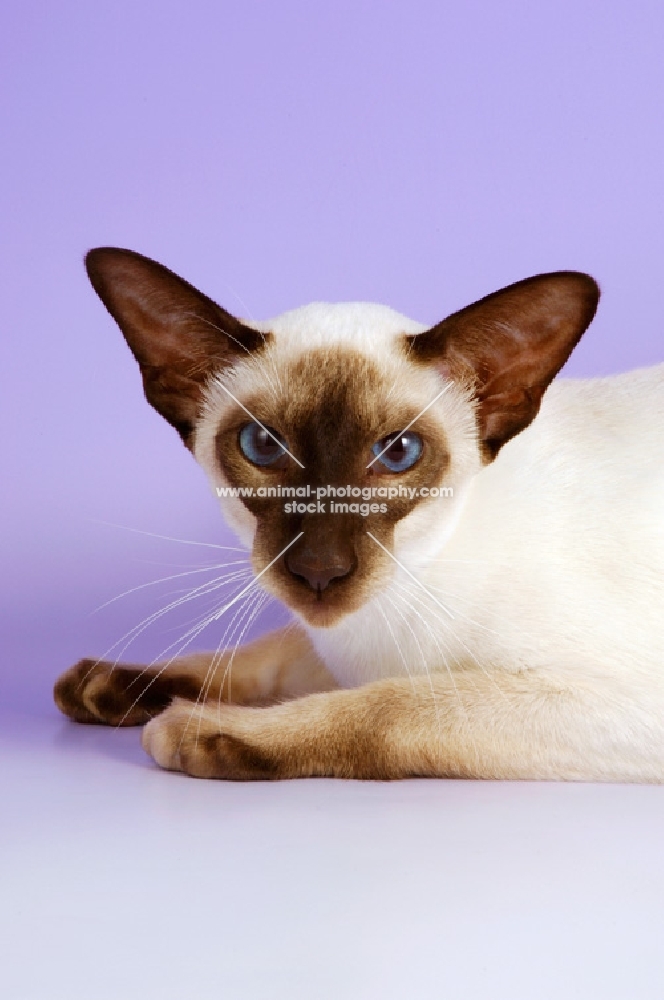 siamese chocolate point cat, portrait