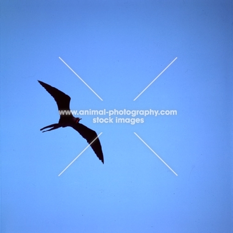 silhouette of great frigate bird flying at punta espinosa, fernandina island, galapagos islands