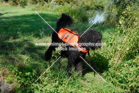 black labradoodle in lifejacket, near riverside