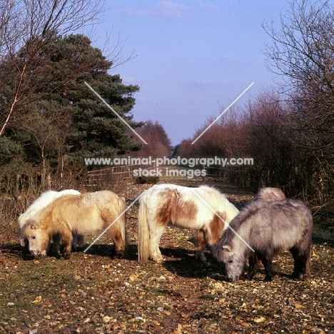 group of shetland ponies in winter