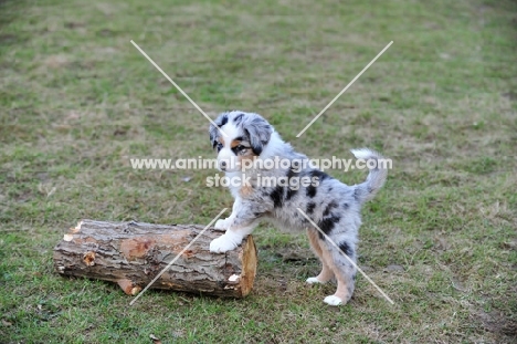 merle Mini Aussie puppy posing