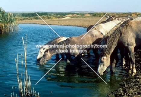 tersk fillies drinking water at stavropol stud, russia