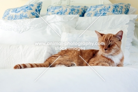 orange and white cat resting on white bed