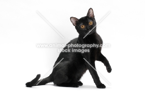 black bombay cat sitting on white background