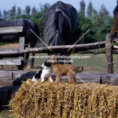 undocked griffon puppy & kitten with horse