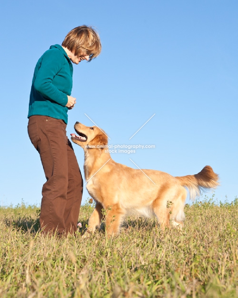 Golden retriever obeying his owner