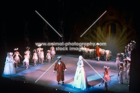 shetland ponies on the stage at a pantomime, cinderella