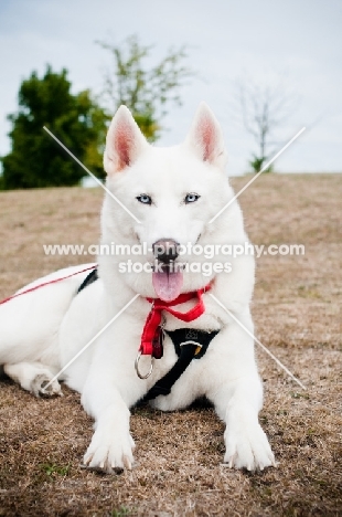 white Siberian Husky in harness