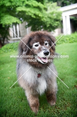 keeshond mix standing in grass