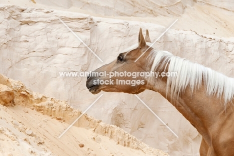 portrait of Kinsky horse on sand