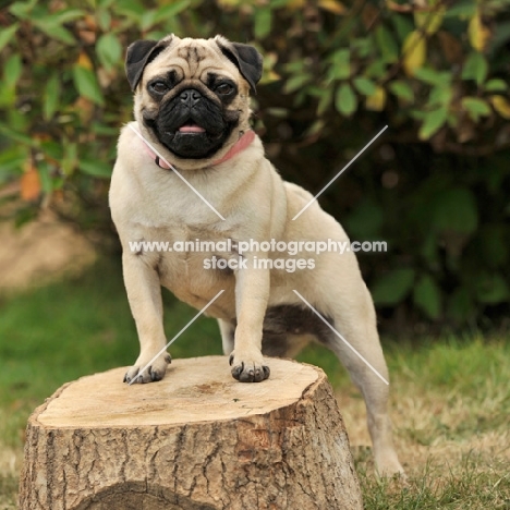 pug posing on a log