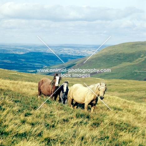 welsh mountain ponies, mares and foals, on brecon beacons