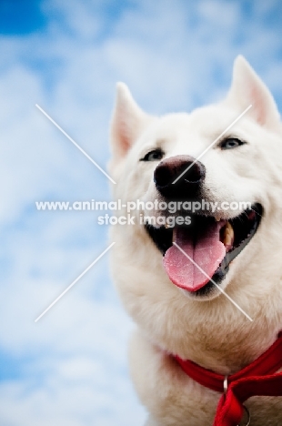 white Siberian Husky