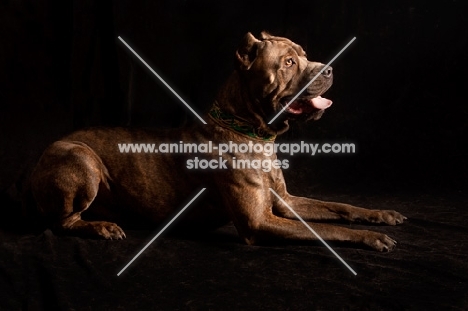 Brindle Cane Corso lying down on black background