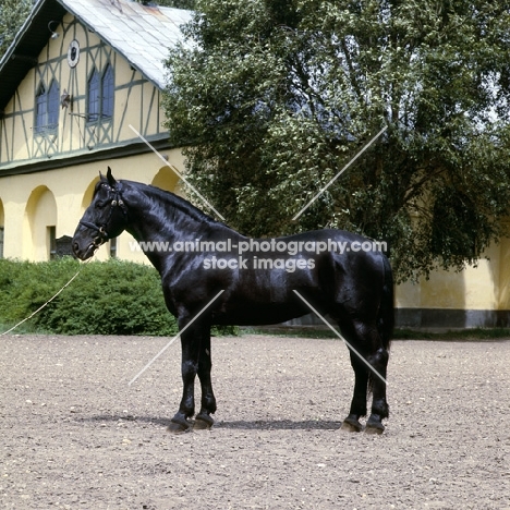 mezzo, nonius A XXX1X, nonius stallion at mezoheges in hungary with traditional stable in background 