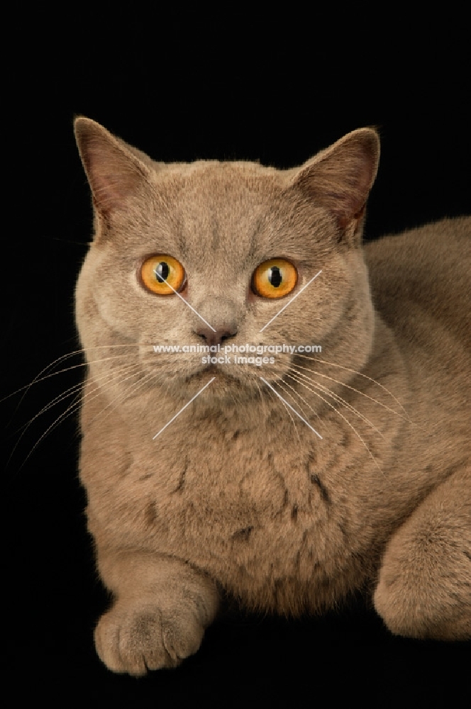 lilac british shorthair cat 