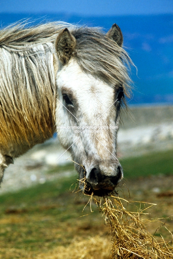 eriskay mare eating hay