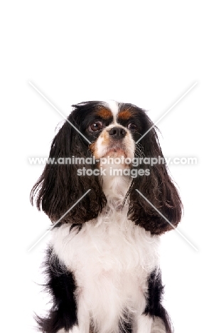 black, brown and white King Charles Spaniel isolated on a white background, looking sad
