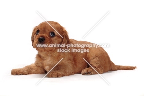 ruby Cavalier King Charles puppy lying down in studio